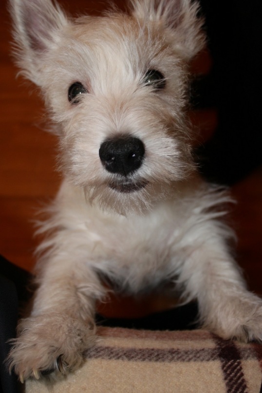 Дмитрий Дмитриев фотография #3