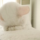 Ley La фотография #15 (источник - https://vk.com/id4503105)