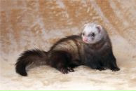 Фотография Вурдалака Станислава