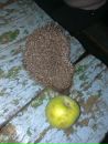 Юля Комарніцька фотография #34 (источник - https://vk.com/id74133114)