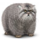 Свин ^_^ фотография #7 (источник - https://vk.com/id60082165)