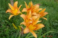 Фотография Русиновой Елены