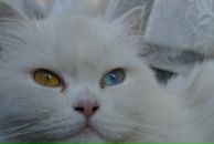 Роман Свістіль фотография #8 (источник - https://vk.com/id60986989)