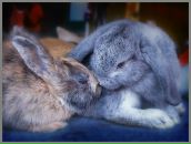 Фотография Ким Вероники