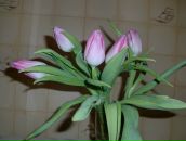 Фотография Юнусовой Лилии