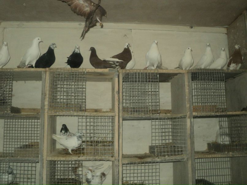 Динар Галиуллин фотография #32