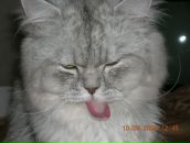 Сніжана Перцак фотография #10 (источник - https://vk.com/id16477798)