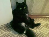 Фотография Селиванова Елена