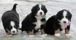 Фотография Volokhova Ekaterina