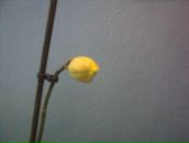 Фотография Ковалевой Марии