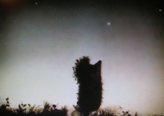 Софья Андреева фотография #20