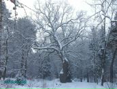 Людмила Нагорнюк(іваськевич) фотография #18 (источник - https://vk.com/id65009057)