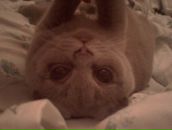 Фотография Цицеры Алены