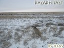 Kazakhy Tazy фотография #47 (источник - https://vk.com/id166144282)