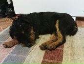 Іштван Сюч фотография #44 (источник - https://vk.com/id33309332)