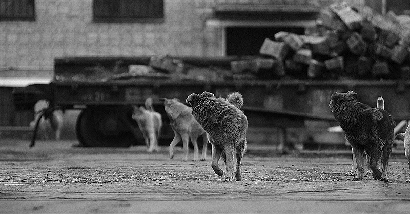 Иван Петров фотография #39