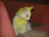 Фотография Персиц Анны