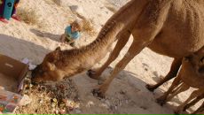 Олег Евсюков фотография #50 (источник - https://vk.com/id14283329)