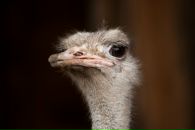 Фотография Герасимова Андрея