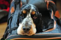 Фотография Inyushkina Nataliya