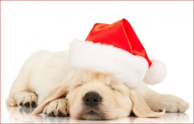 Тоха Тоха фотография #12