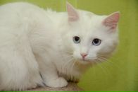 Фотография Голованов Никита