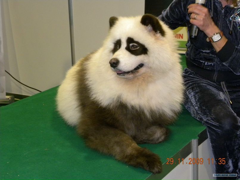 Данил Коротаев фотография #10