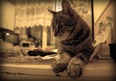 Фотография Машенцевой Иры