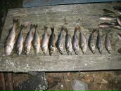 Дмитрий Махин фотография #46 (источник - https://vk.com/id4420455)