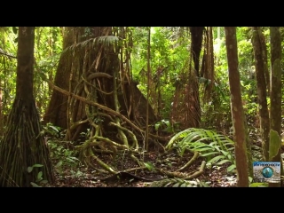 5 загадочных находок в джунглях