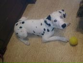 Антон Котов фотография #32 (источник - https://vk.com/id288997)