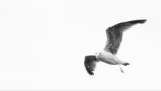 Фотография Тен Жека