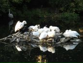 Theodore Chipmunk фотография #2 (источник - https://vk.com/id1373283)