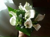 Квіти Розмовляють фотография #24 (источник - https://vk.com/id71896801)