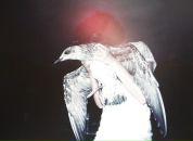 Фотография Лисичкиной Светланы