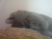 Фотография Цицеры Алены