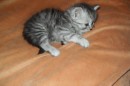 Кот Салтыков фотография #41 (источник - https://vk.com/id82408447)