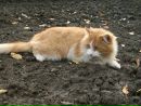 Берта °•..kitty..•° фотография #24 (источник - https://vk.com/id151790863)