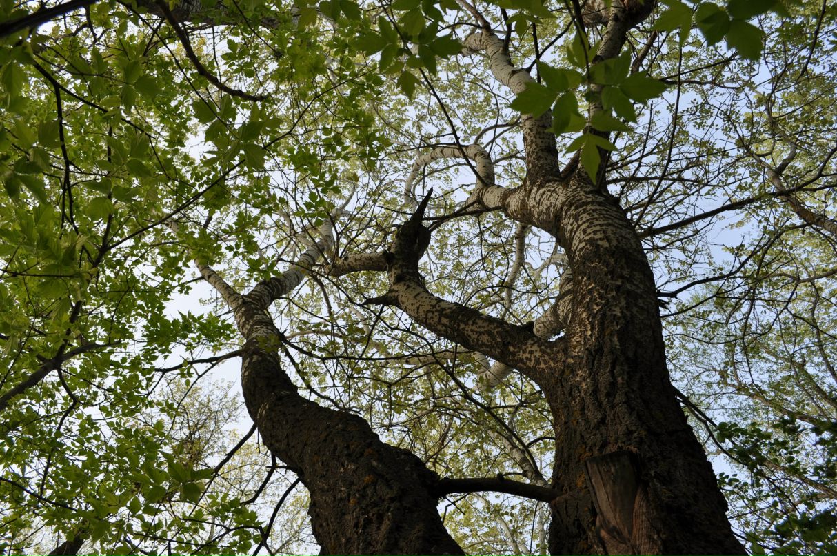 Алена Меденко фотография #13