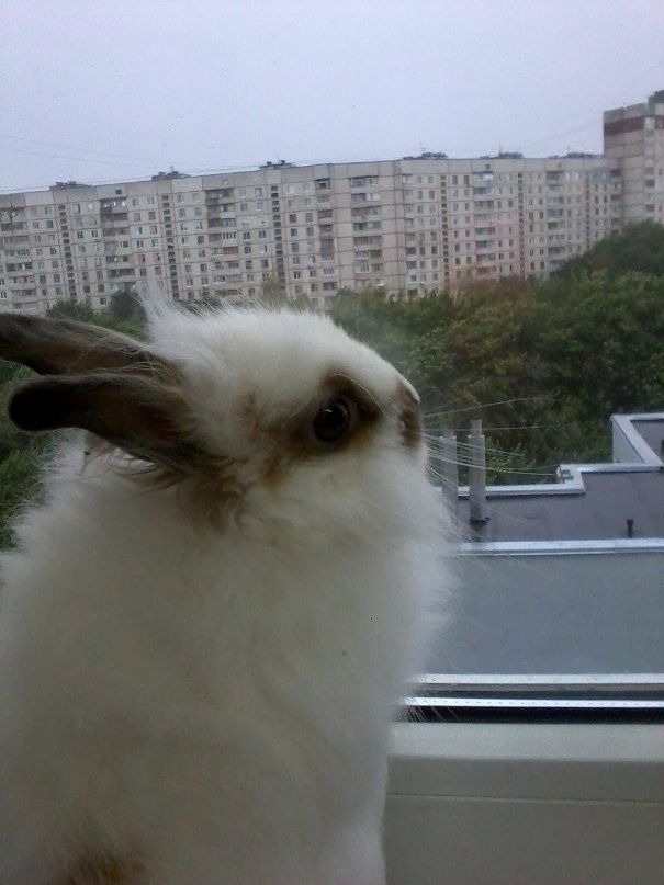 Shnyfel @) фотография #23