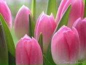 Наталія Лисович фотография #16 (источник - https://vk.com/id153092628)