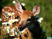 Діана Чулей фотография #4 (источник - https://vk.com/id74540400)