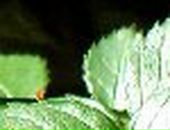 Людка Марціновська фотография #4 (источник - https://vk.com/id112256199)