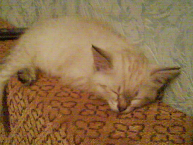 Stephenie Stephenie фотография #19